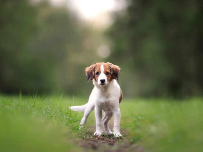 Throughout My Career As A Dog Photographer I've Met A Lot Of Wonderful Four-Legged Models, Here Are My Favorite Pictures (24 New Pics)