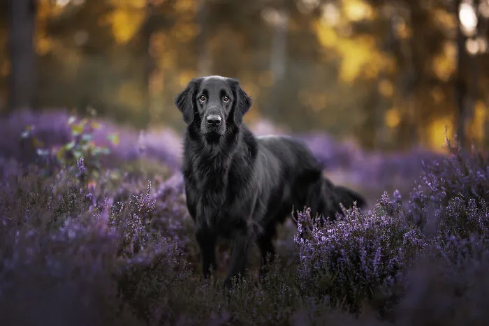Throughout My Career As A Dog Photographer I've Met A Lot Of Wonderful Four-Legged Models, Here Are My Favorite Pictures (24 New Pics)