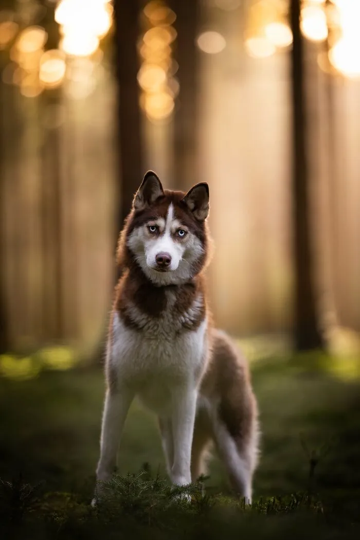 Throughout My Career As A Dog Photographer I've Met A Lot Of Wonderful Four-Legged Models, Here Are My Favorite Pictures (24 New Pics)