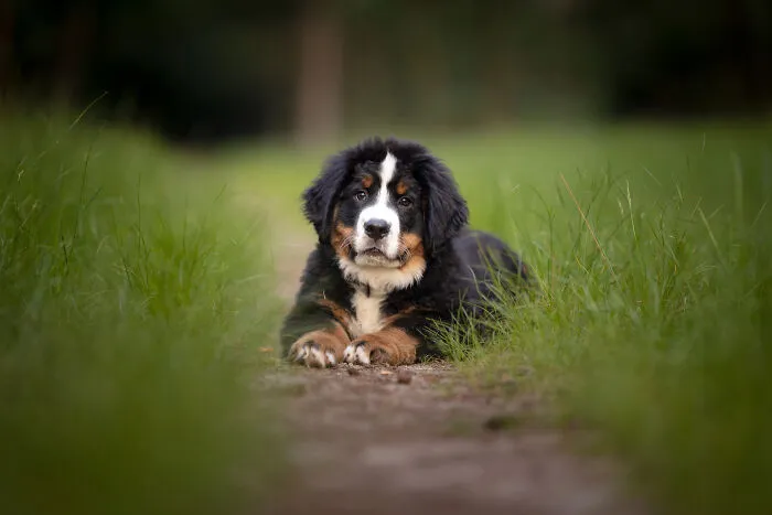 Throughout My Career As A Dog Photographer I've Met A Lot Of Wonderful Four-Legged Models, Here Are My Favorite Pictures (24 New Pics)