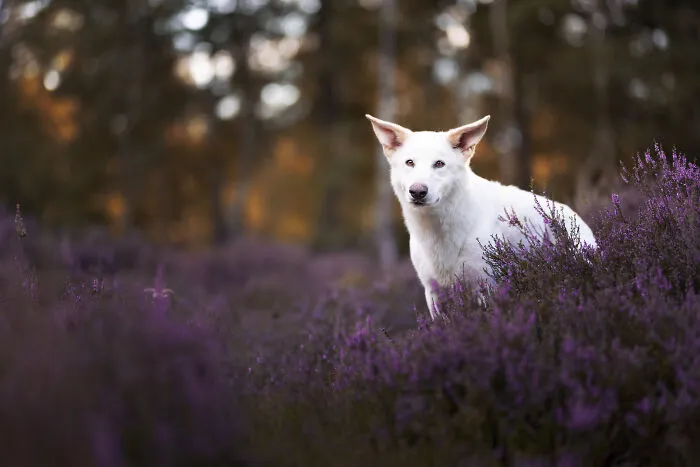 Throughout My Career As A Dog Photographer I've Met A Lot Of Wonderful Four-Legged Models, Here Are My Favorite Pictures (24 New Pics)