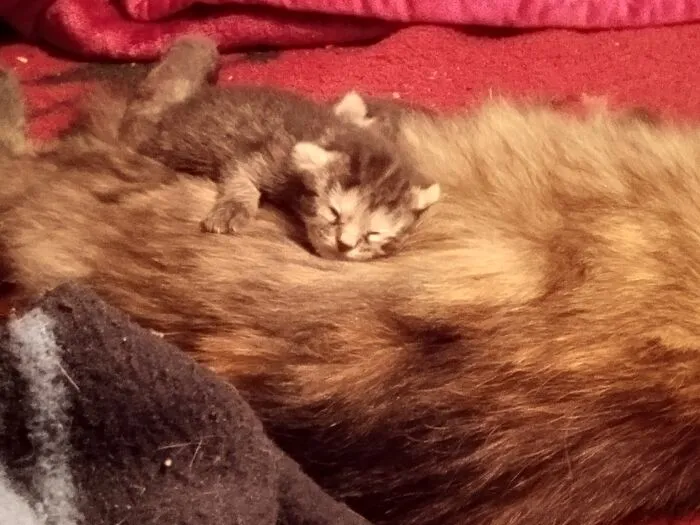 Tortie And One Of Her Kittens. Born On 09/14/2024