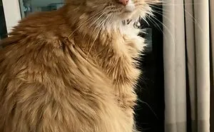 Hey Pandas, Post The Cutest Photo Of Your Pet (Closed)