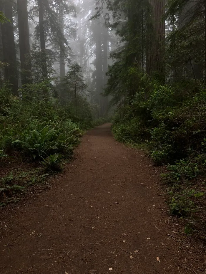 Redwoods California