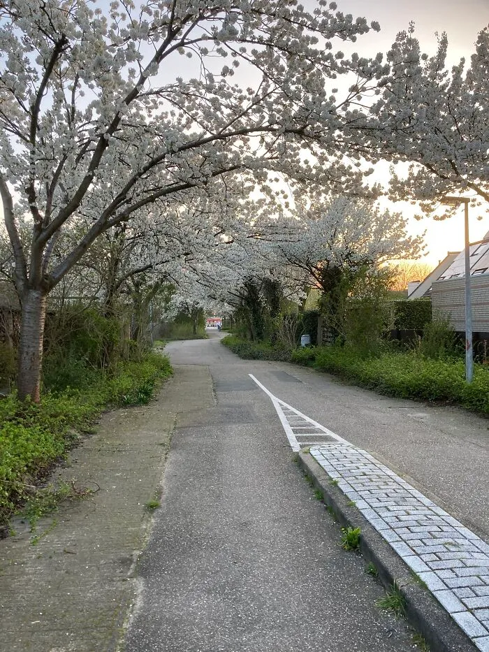 Spring Blossoms