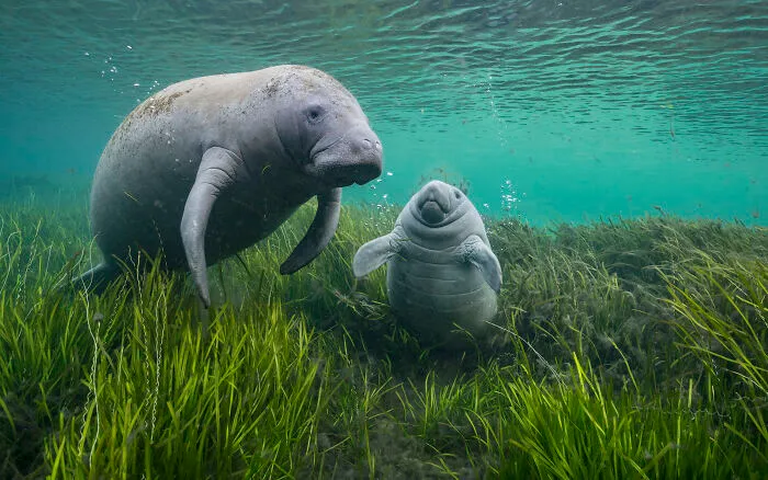 As Clear As Crystal By Jason Gulley
