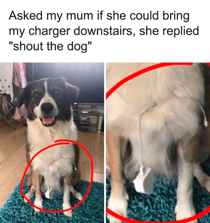 Dog with phone charger on collar, a funny mom meme highlighting humor in parenting situations.