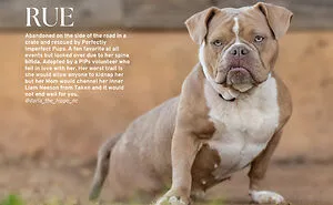 I Created A Dog-Themed Calendar, And The Proceeds Will Help Rescue Canines In Need (13 Pics)