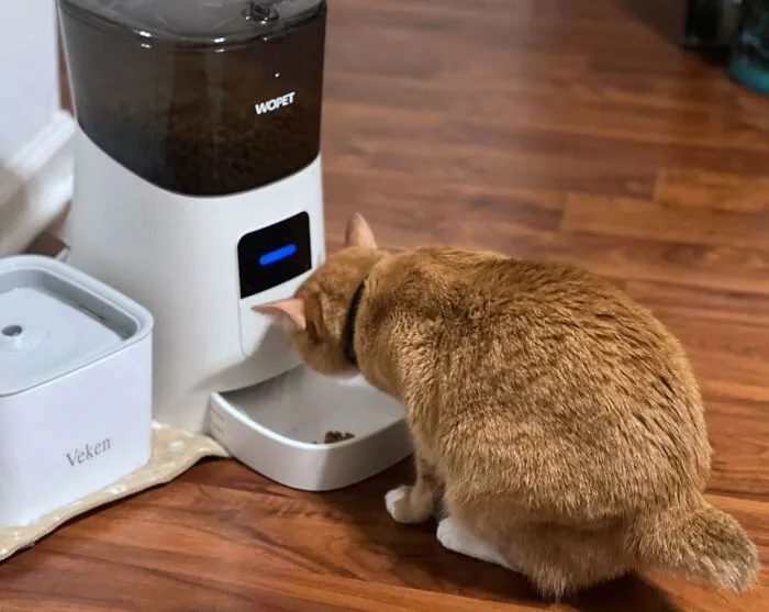 Forget About Being A Slave To Your Cat's Feeding Schedule! This  <a Style="Display:inline;" Href="Https://Www.amazon.com/Dp/B089gg57ql?ascsubtag=6115654%2c9%2c40%2cd%2c0%2c0%2c0%2c900%3a2%3b974%3a1%3b1125%3a2%3b1338%3a1%2c17557653%2c0%2c0%2cgoogle&btn_ref=srctok-Fb3b894725c36701&th=1&linkcode=ll1&tag=bppony-20&linkid=f33b09693e9981bd1a4f5a8e68df643c&language=en_us&ref_=as_li_ss_tl " Target="_blank"><span Style="Font: Inherit; Color: #d74b1f;"> Automatic Cat Feeder</Span>  Lets You Control Mealtime From Your Smartphone, Even When You're Halfway Across The World
