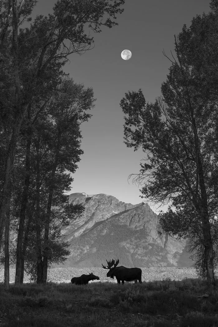Nature Category Winner: "Romance In The Cottonwoods" By Michael Paul