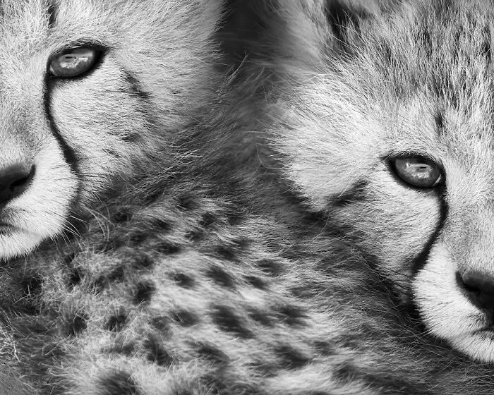 Overall Contest Winner, 2nd Place: "Half Brothers" By Kyriakos Kaziras