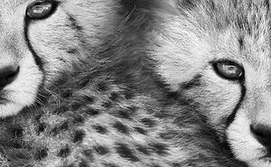 18 Award-Winning Black And White Photos From The 2024 ReFocus Awards