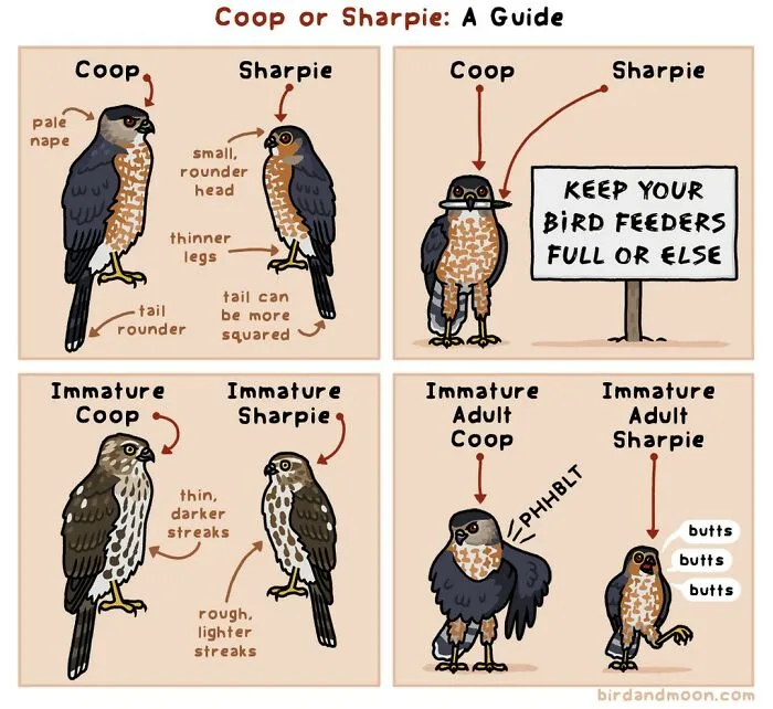 Artist Creates Comics Depicting Humorous Moments In Nature (20 New Pics)