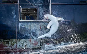 Here Are 15 Breathtaking Entries From The 2024 Wildlife Photographer Of The Year Awards