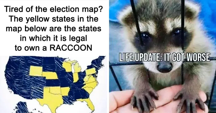 Raccoons Have Never Been More Relatable Than They Are In These 30 Dark Humor Memes