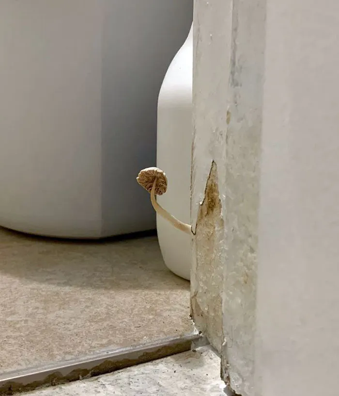 At My Airbnb There’s A Mushroom Growing Out Of The Bathroom Door