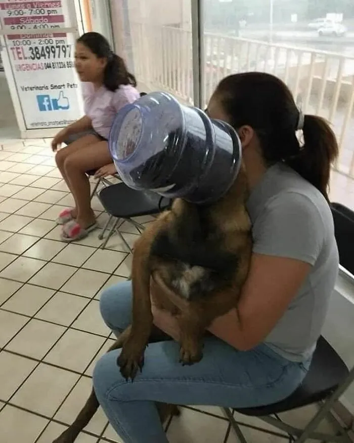 50 Fotos cómicas y extrañas de animales en lugares «donde no deberían estar»