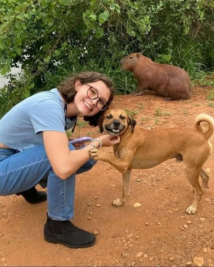 50 Fotos cómicas y extrañas de animales en lugares «donde no deberían estar»