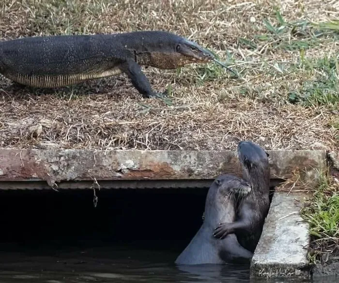50 Fotos cómicas y extrañas de animales en lugares «donde no deberían estar»