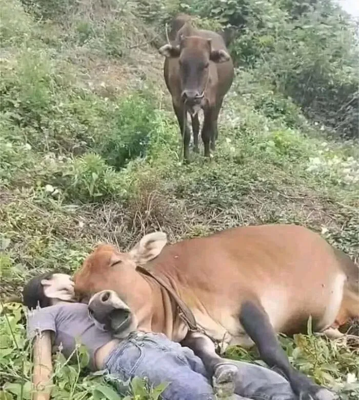 50 Fotos cómicas y extrañas de animales en lugares «donde no deberían estar»