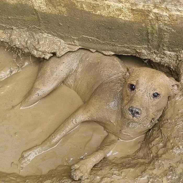 50 Fotos cómicas y extrañas de animales en lugares «donde no deberían estar»