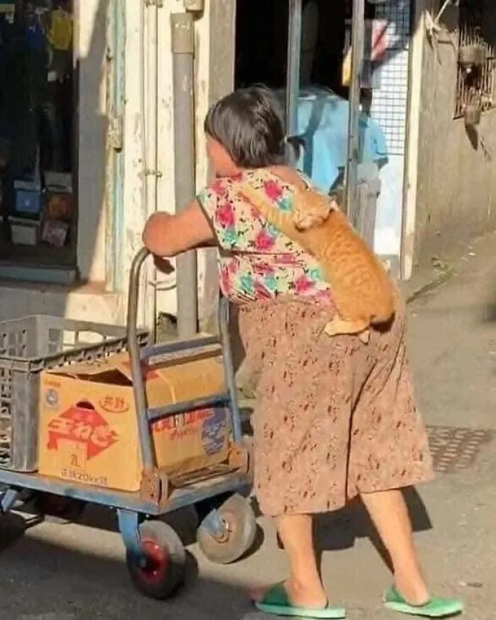50 Fotos cómicas y extrañas de animales en lugares «donde no deberían estar»