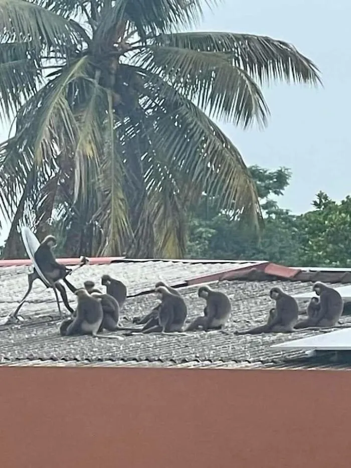 50 Fotos cómicas y extrañas de animales en lugares «donde no deberían estar»