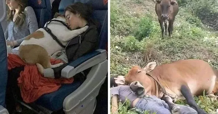 50 Times Animals Were So Randomly Funny, People Just Had To Take A Picture Of Them (New Pics)