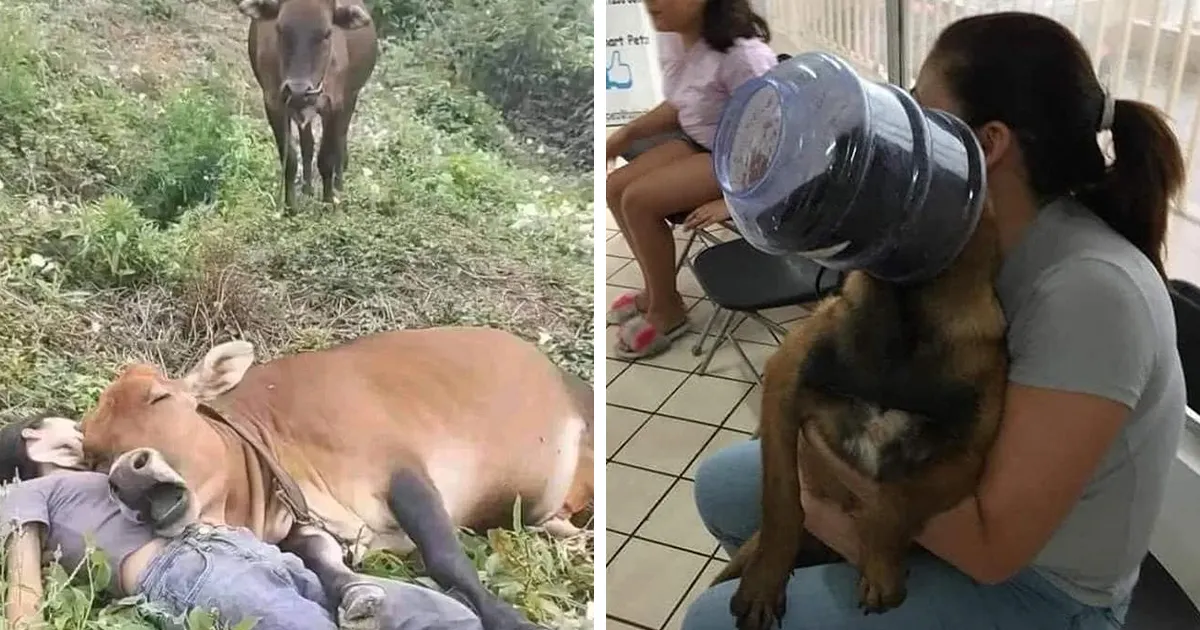 50 Fotos cómicas y extrañas de animales en lugares «donde no deberían estar»