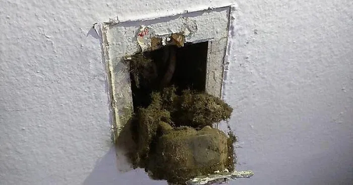 "Landlord ignored me for two months about my sparking outlet, got worried about a fire and did it myself and I find this" - <span Style="Font:inherit;color:#808080">_ilovetofu_</Span>