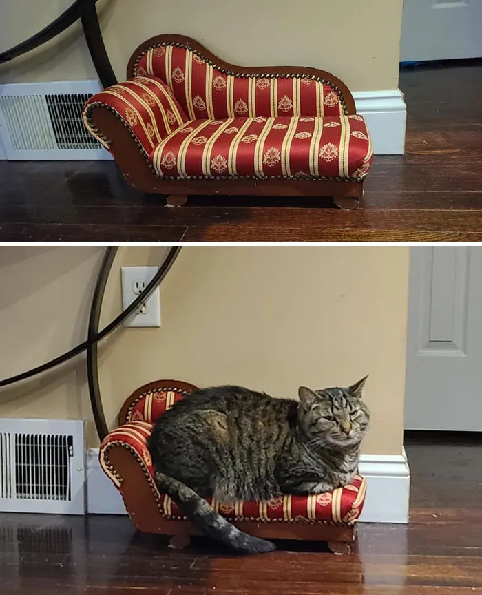 Found At My Local Thrift Store. Needed It For My Cats!!