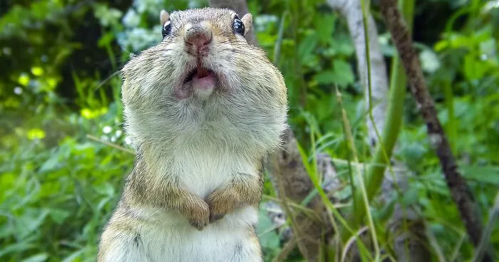 Curious Woman Installed Camera On Bird Feeder – Here’s Who Stopped By (30 New Pics)