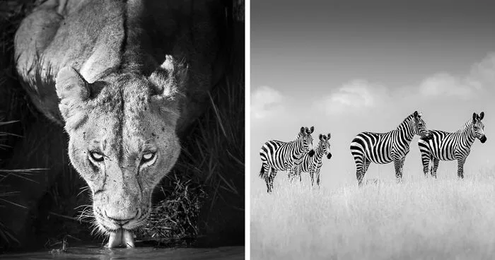 My Leap Into Wildlife Photography: 20 Images Of Nature’s Beauty