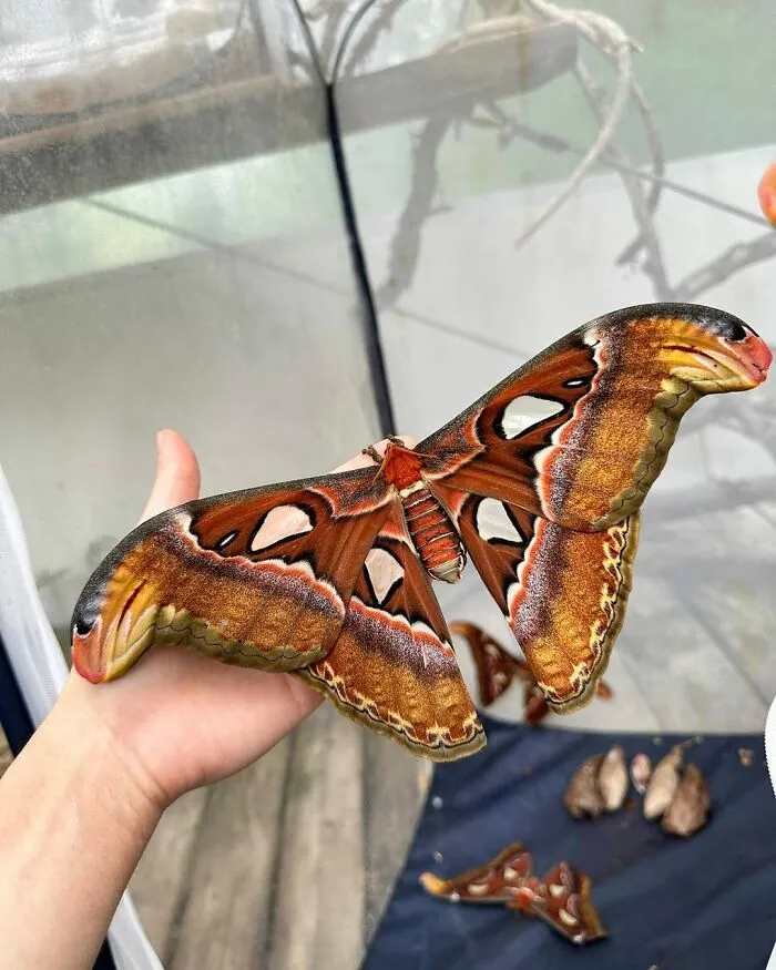 Attacus Atlas, Cobra Moth