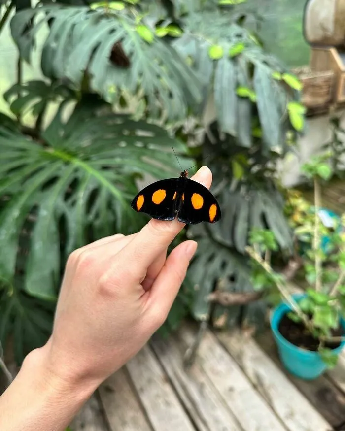 Catonephele Numilia