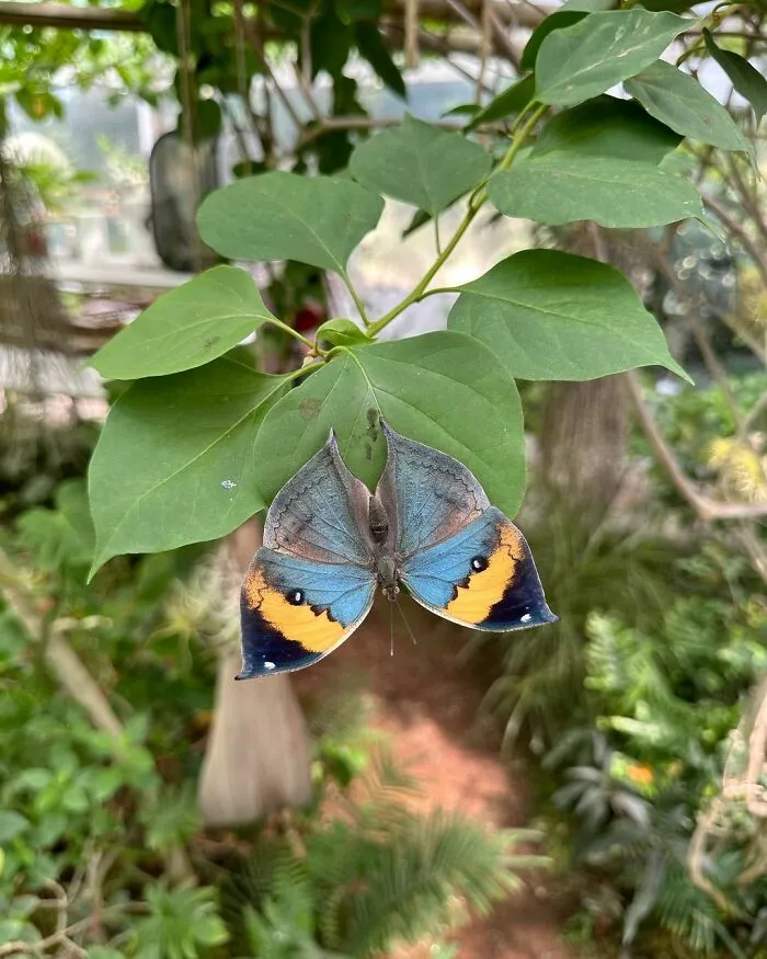 Kallima Inachus