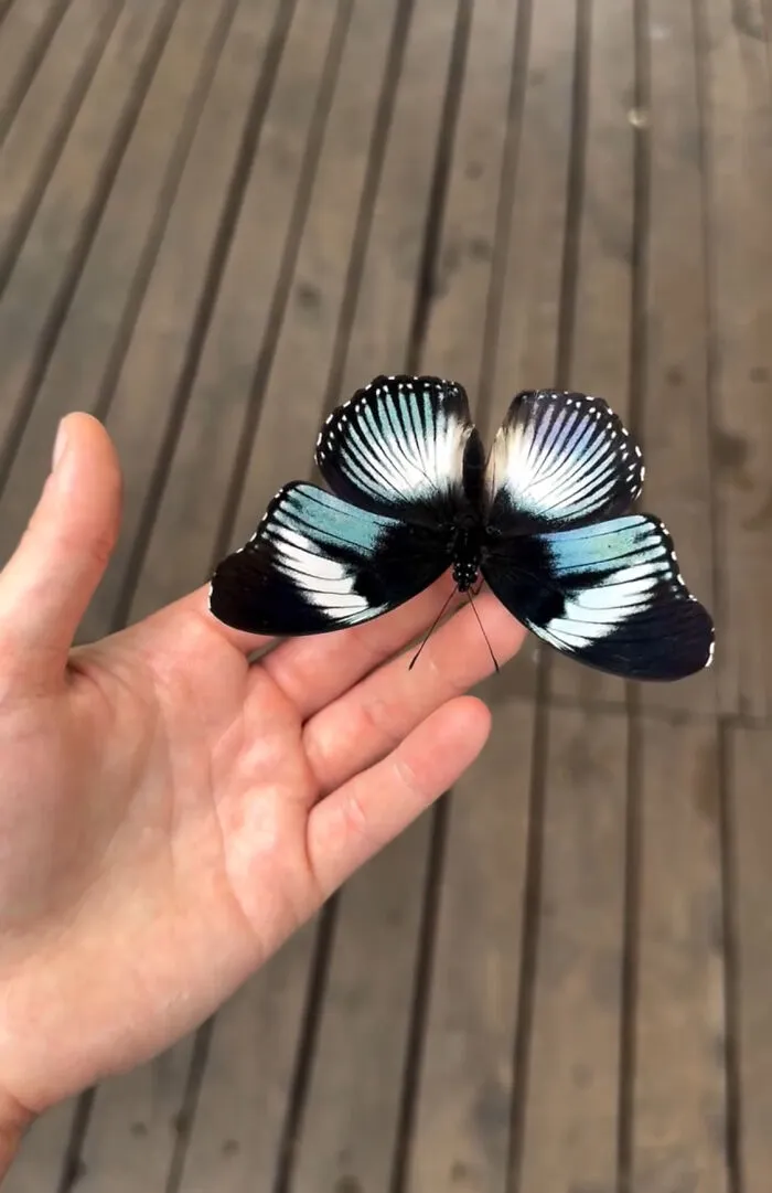Hypolimnas Monteironis