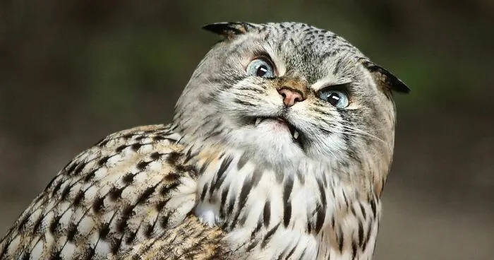 Artist Photoshops Cat Faces On Almost Everything And Here Is The Result (56 New Pics)