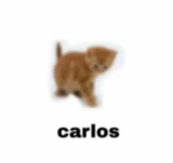 30 Times Cats Were Caught In Funny Situations