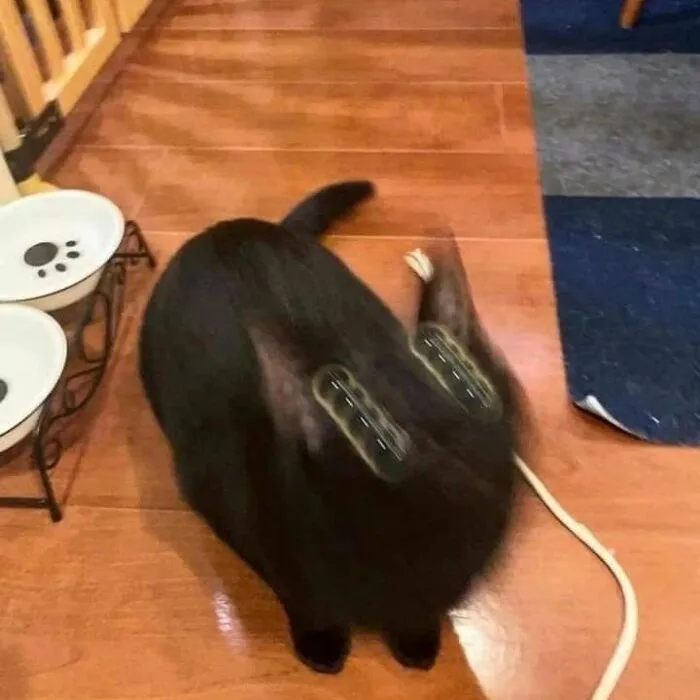 30 Times Cats Were Caught In Funny Situations