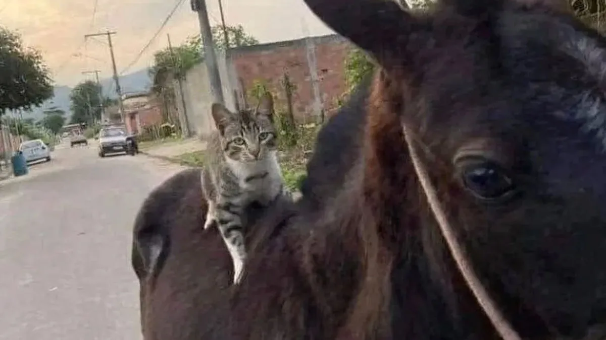 30 Times Cats Were Caught In Funny Situations