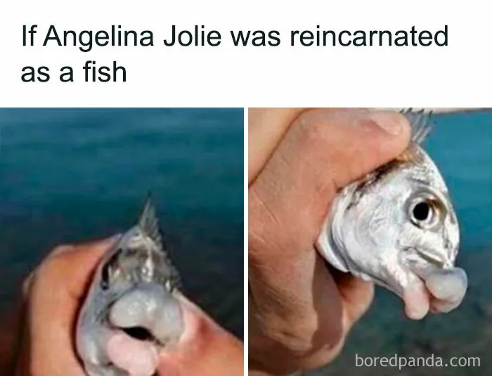 50 Hilariously Accurate Celebrity Memes