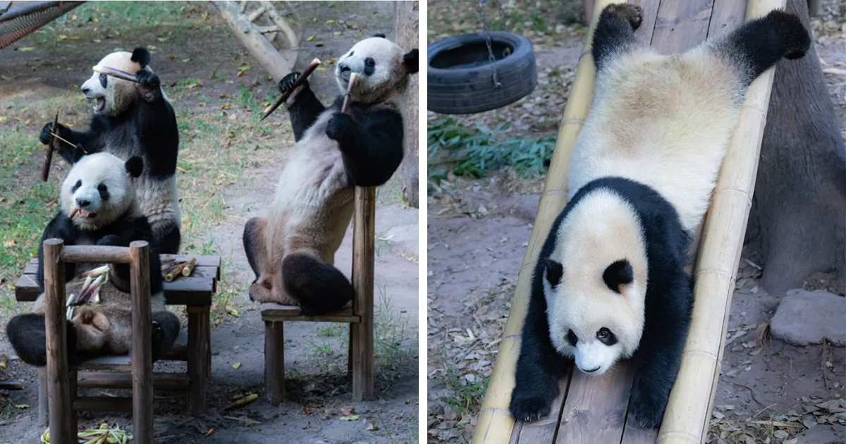 "Panda's Tea Party": Four Pandas Steal The Show With Cute Picnic At Zoo’s Mid-Autumn Festival