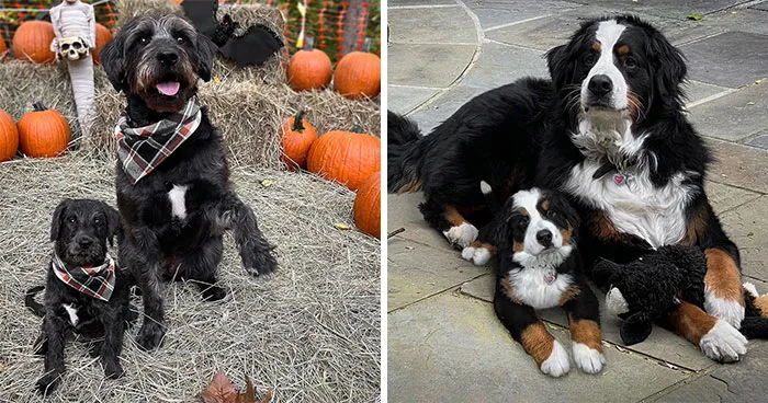 "Seeing Double Edits": 20 Animals Meet Their Puppy Selves In Adorable Photo Edits, By This Artist
