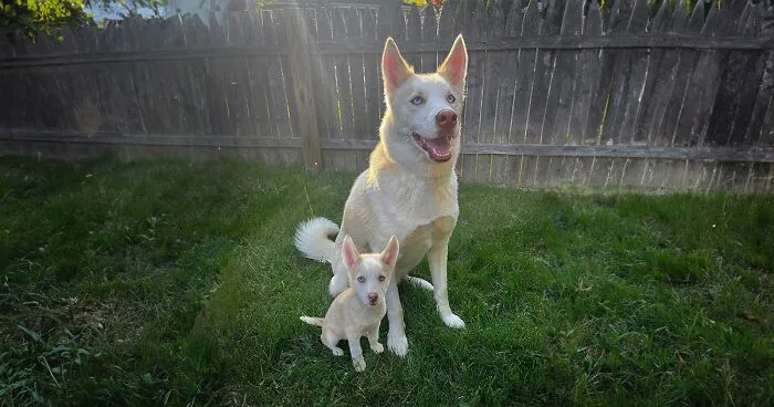 "Seeing Double Edits": 20 Animals Meet Their Puppy Selves In Adorable Photo Edits, By This Artist