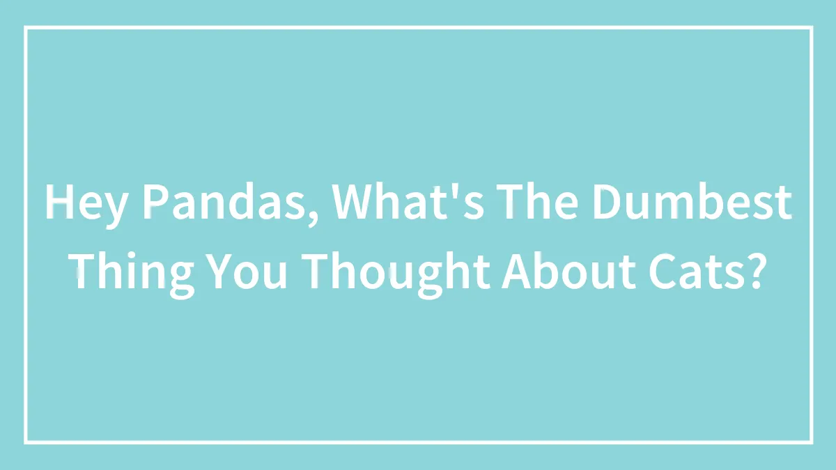 Hey Pandas, What's The Dumbest Thing You Thought About Cats? (Closed)