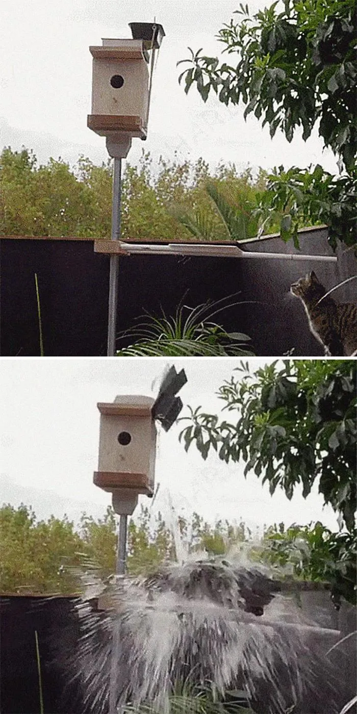 The Birdhouse Booby Trap Device
