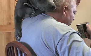 50 Dogs Who Clearly Think They’re Cats, And Honestly, No One Can Blame Them (New Pics)
