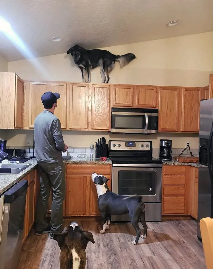Is Your Dog A Cat In Disguise? Know The Signs