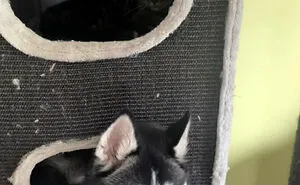 50 Dogs Who Clearly Think They’re Cats, And Honestly, No One Can Blame Them (New Pics)